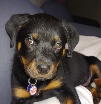 Gunther, Rottweiler