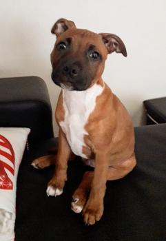 paco, Staffordshire Bull Terrier