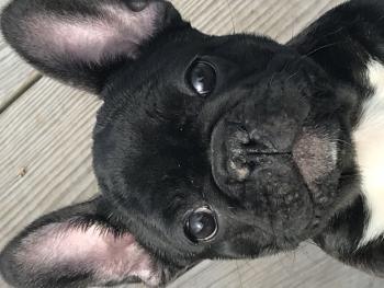 Paris, Bulldog Francés