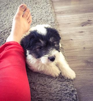 Oscar Cornichon, Border Collie