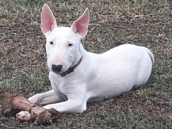 Oxie, Bull Terrier