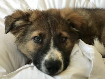 ponch, Border Collie