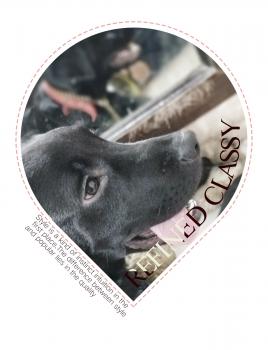 Leo, Labrador Retriever