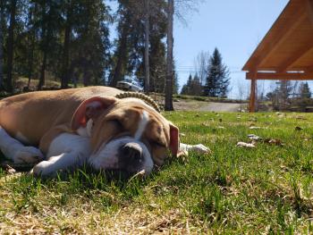 Dexter, Bulldog americano