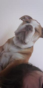 Winston, Englische Bulldogge