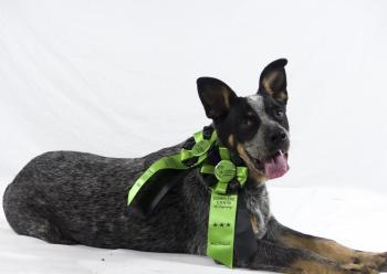 Coyote, Perro australiano del ganado