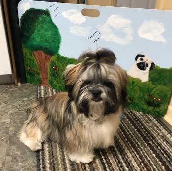 Pinceau, Shih Tzu