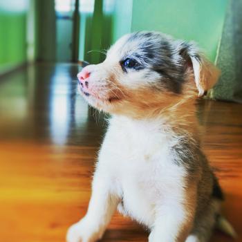 Blanca, Border Collie