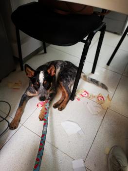 Mafalda, Perro australiano del ganado
