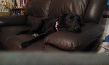 Zoya, Labrador Retriever
