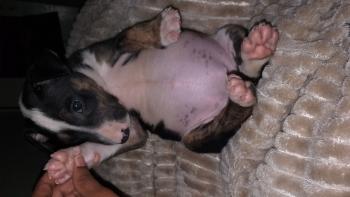 Ice, Bull Terrier