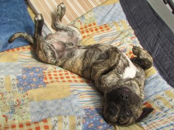 OPAK, Presa canario