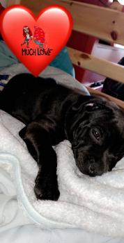 Lumia, Staffordshire Bull Terrier