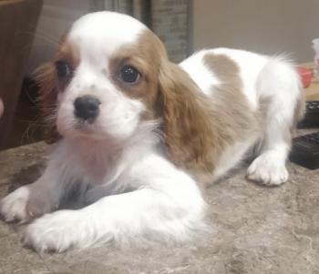 Spencer, Cavalier King Charles