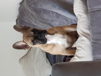 Oxo, Bulldog Francés