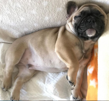 Leo, Bulldog Francés
