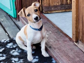 Pitchi, Parson Jack Russell Terrier (De Pelaje Corto - Suave)