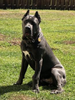 Drago, Cane Corso
