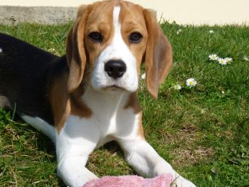 Oly, Beagle