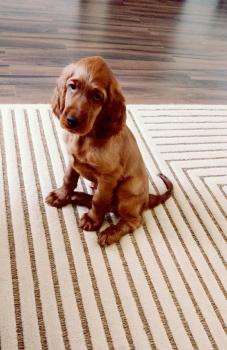 Lord, Setter Irlandés