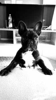 Schatzi, Bulldog Francés