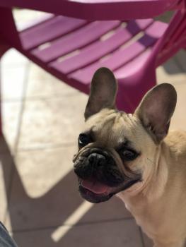 Baxter, Französische Bulldogge