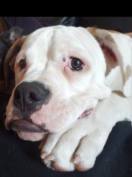 Maximus, Bulldog americano