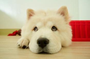 Snow Bear, Chow Chow