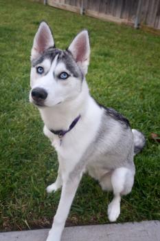 Kairi, Husky Siberiano