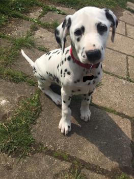 Daisy, Dalmatian