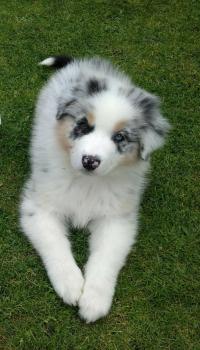 Saïka, Pastor Australiano