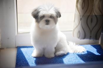Luffy, Lhassa Apso
