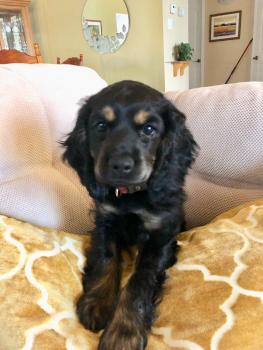 Dixie, Englischer Cocker Spaniel
