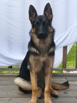 Orion, German Shepherd Dog