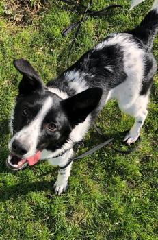 Audie, Border Collie