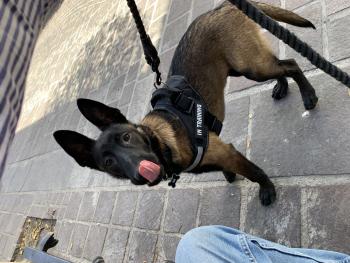 Dante, Malinois