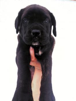 Athena, Cane Corso