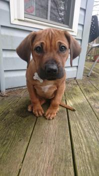 Binti, Rhodesian Ridgeback