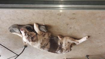 Rowdy Webb, Pastor Australiano