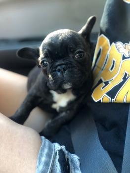 Ronix, Bulldog Francés