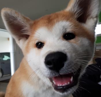 Hotaru, Akita Japonés