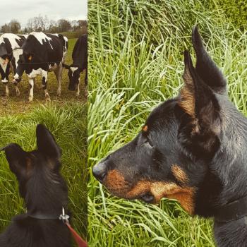 Odin, Beauceron
