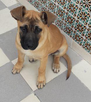 LIZA, Pastor Belga Malinois