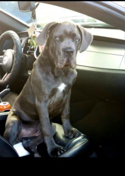 Harley Dragon McYandle, Cane Corso