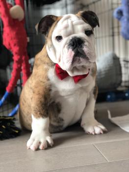 Luca, Bulldog