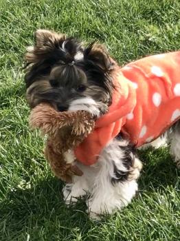 Tweety, Yorkshire Terrier