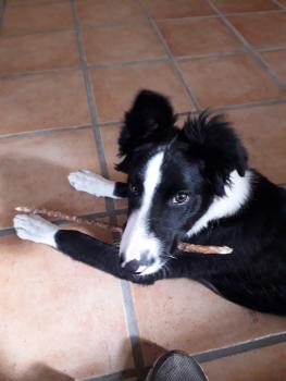 ALPHA, Border Collie