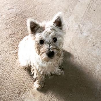 Paulie, West highland white terrier