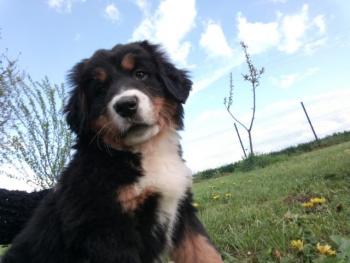 Plume, Boyero De Berna