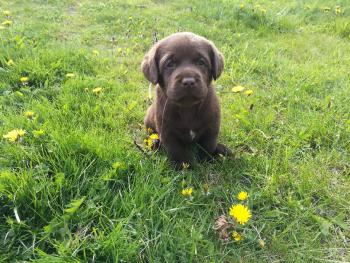 Pako, Labrador Retriever